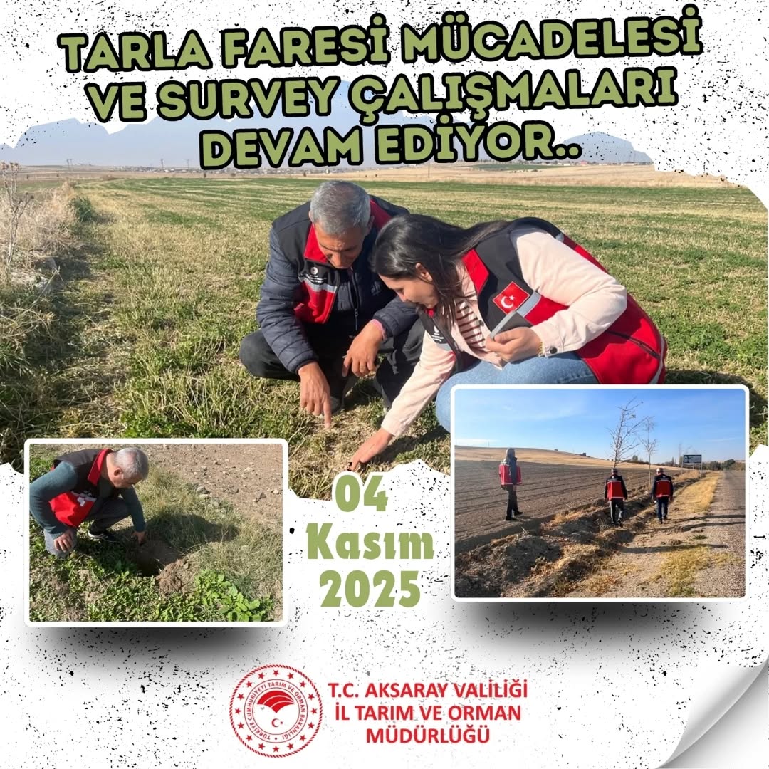 Aksaray'da Tarla Faresi Mücadelesi için Sahada Sürvey Çalışmaları Sürüyor