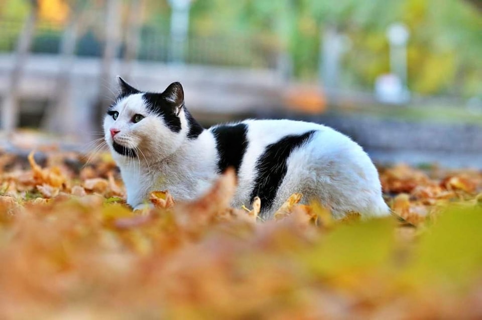 Aksaray Milletvekili Cengiz Aydoğdu, Meclis'te Göreve Başladı