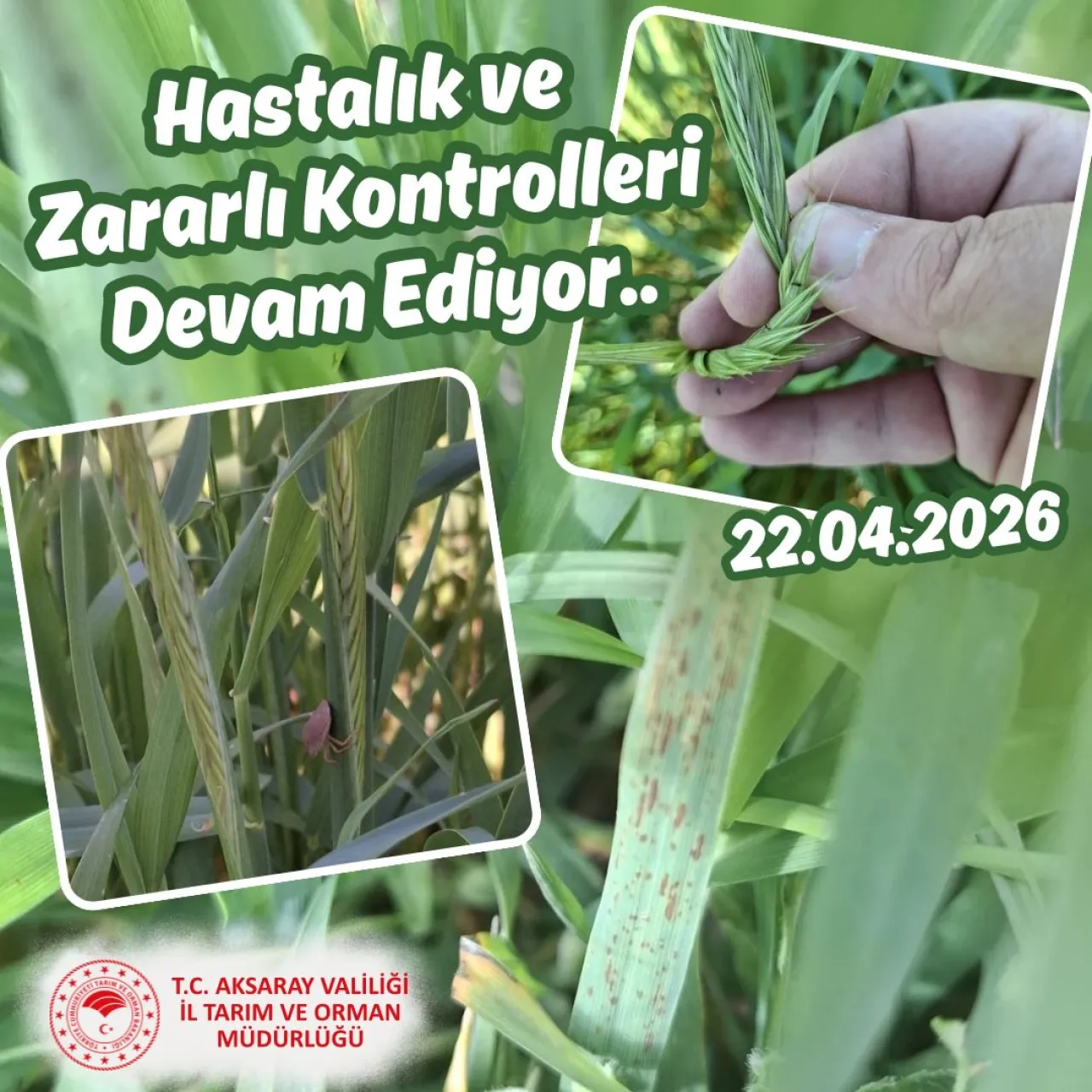 Aksaray'da Tarım Alanlarında Hastalık ve Zararlı Kontrolleri Sürüyor
