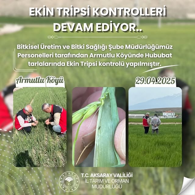 Aksaray'da Hububat Tarlalarında Tripsi Kontrolü Yapıldı