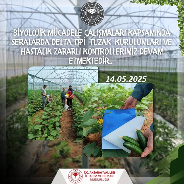 Aksaray'da Seralarda Biyolojik Mücadele Çalışmaları Devam Ediyor