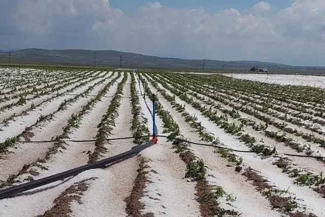 Aksaray'da Dolu Yağışı Çiftçileri Etkiledi