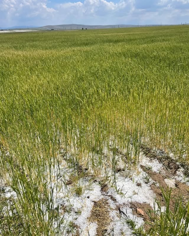 Aksaray'da Dolu Afeti Sonrası Tarım Müdürlüğü Ekipleri Sahada