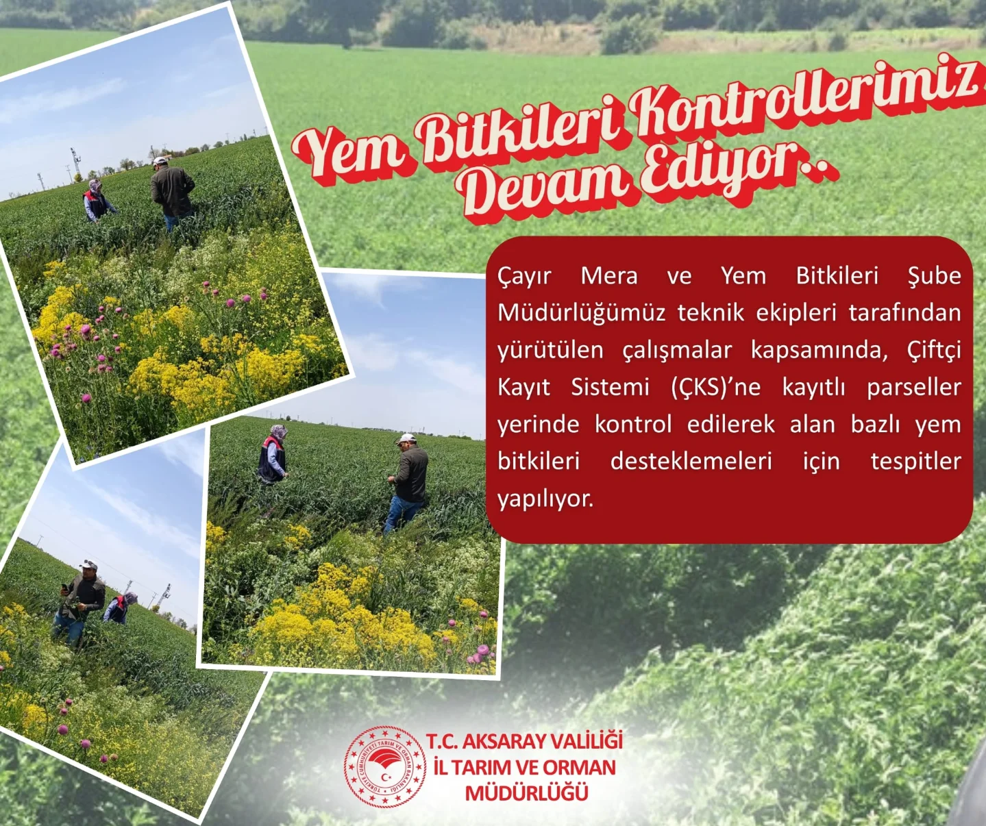 Aksaray'da Yem Bitkileri Desteklemeleri İçin ÇKS Kontrolleri Başladı