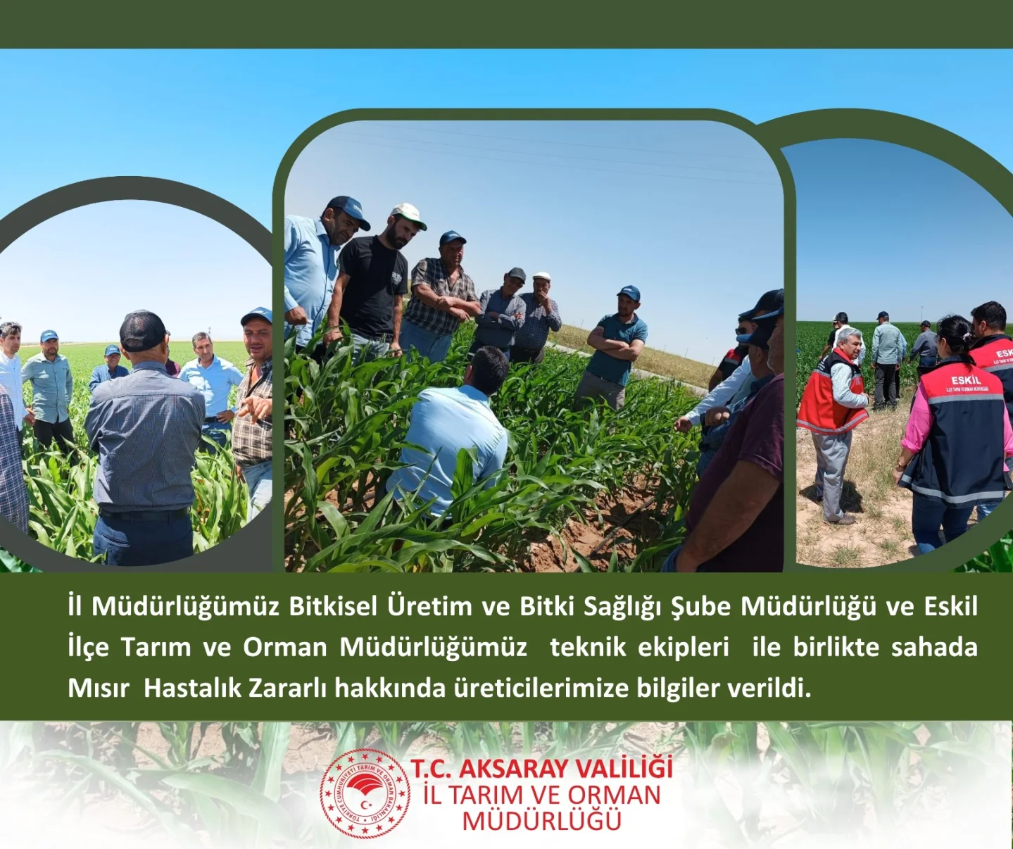 Aksaray'da Mısır Hastalıkları Üreticilere Anlatıldı