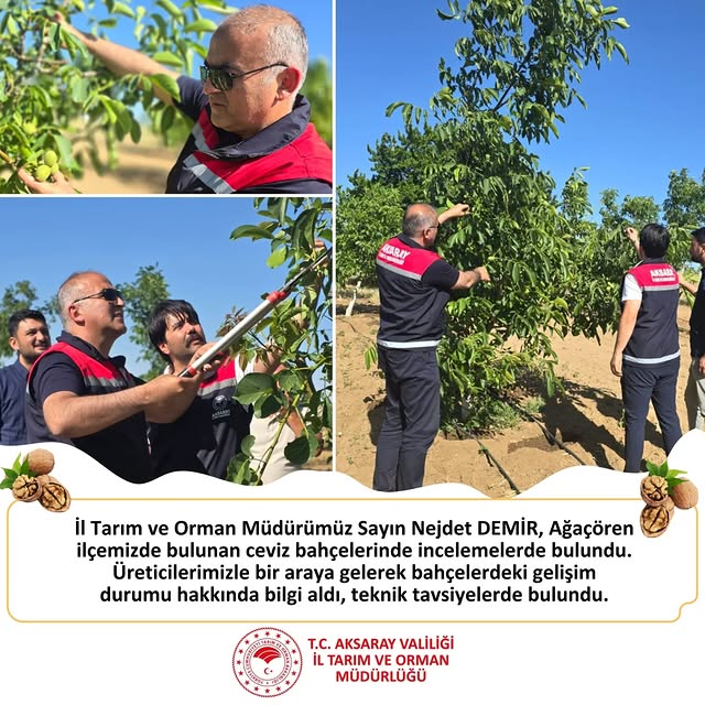 Aksaray'da Ceviz Bahçelerinde İnceleme: Üreticilerle Teknik Bilgi Paylaşımı