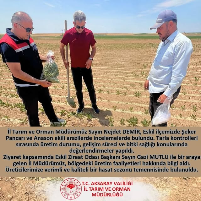 Aksaray'da Şeker Pancarı ve Anason Arazilerinde İnceleme