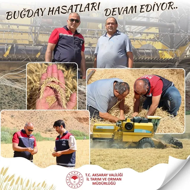 Aksaray'da 2025 Yılı Hububat Hasadı Sürüyor