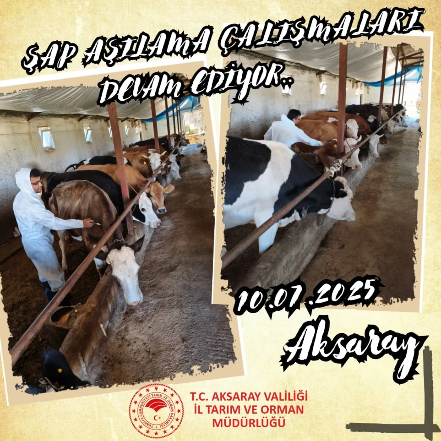Aksaray'da Şap Aşılama Çalışmaları Sürüyor