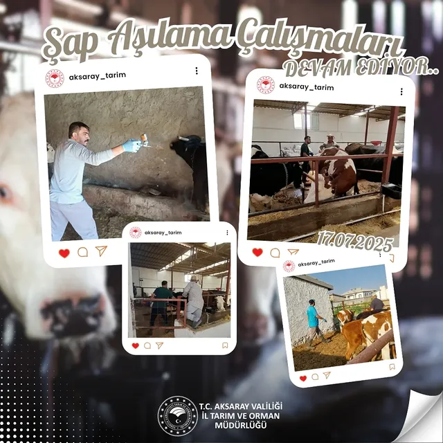 Aksaray'da Şap Aşılama Çalışmaları Devam Ediyor