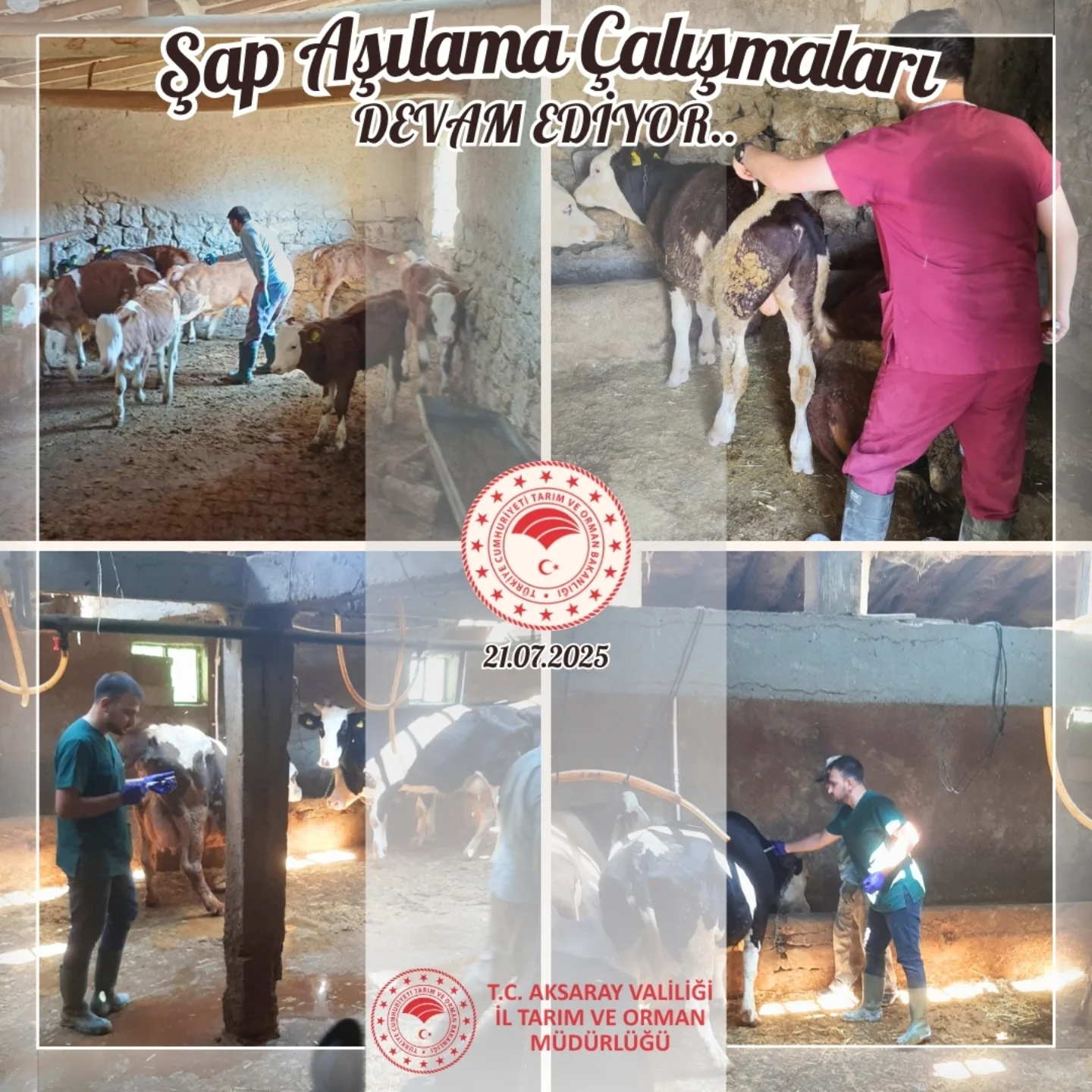 Aksaray'da Şap Aşılama Çalışmaları Devam Ediyor