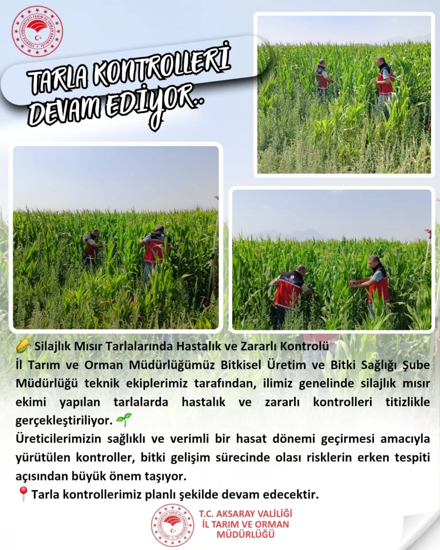Aksaray'da Silajlık Mısır Tarlalarında Hastalık ve Zararlı Kontrolleri Sürüyor