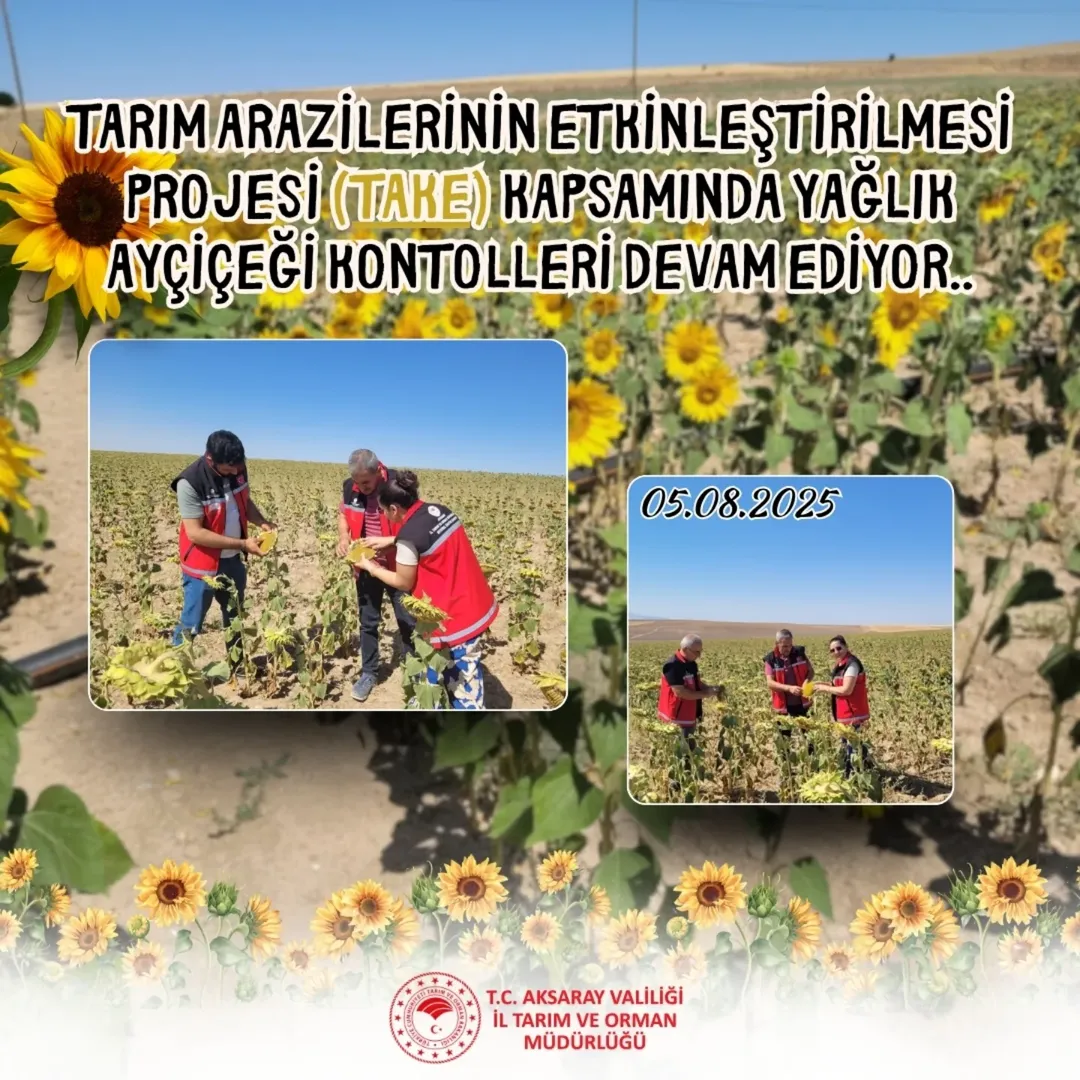 Aksaray'da Yağlık Ayçiçeği Tarlalarında Kontroller Sürüyor