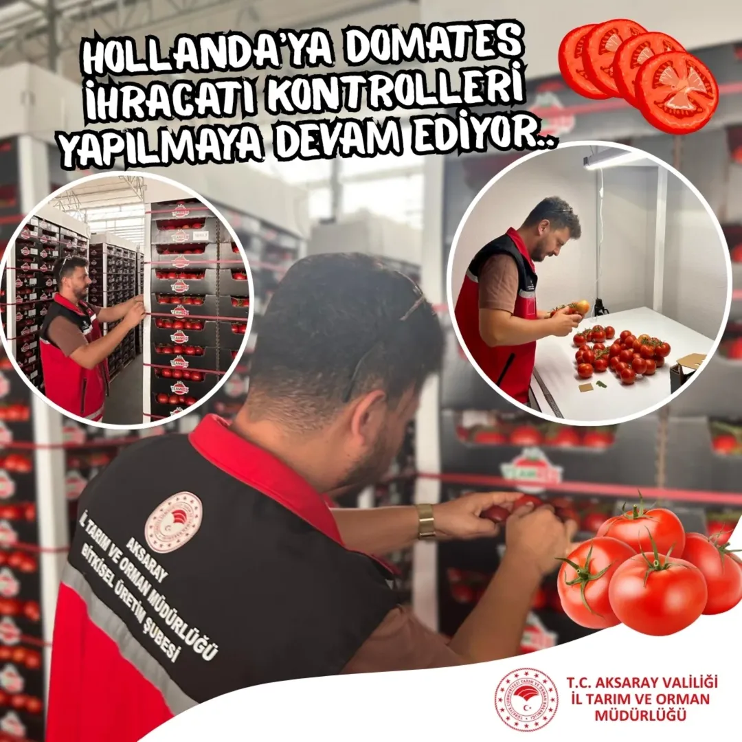 Aksaray'dan Hollanda'ya Domates İhracatı Kontrolleri Tamamlandı