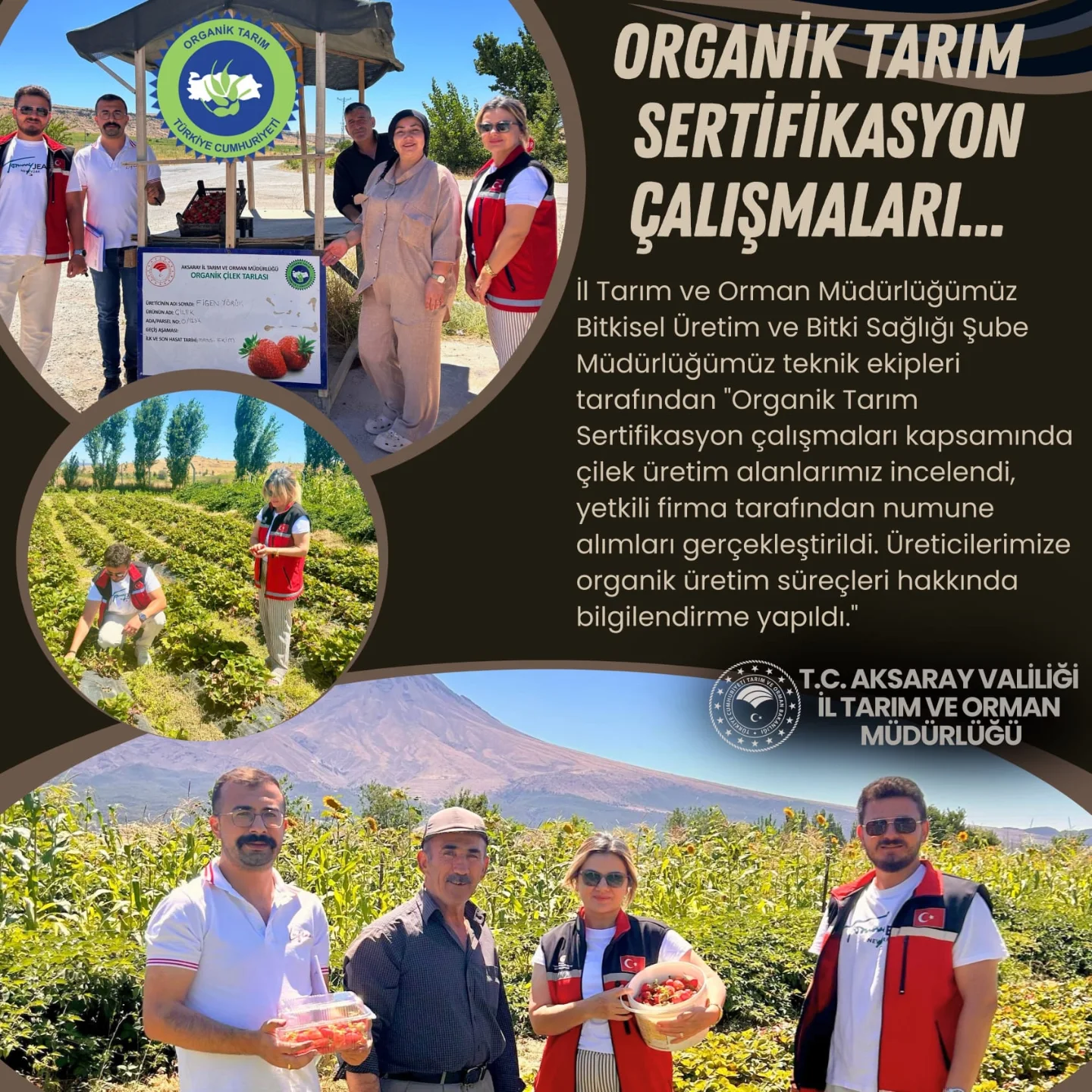 Aksaray'da Organik Çilek Üretimi Sertifikasyon Süreci Başladı