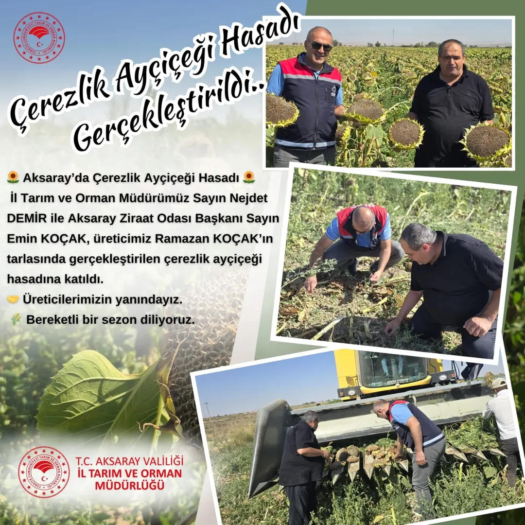 Aksaray'da Çerezlik Ayçiçeği Hasadı Başladı