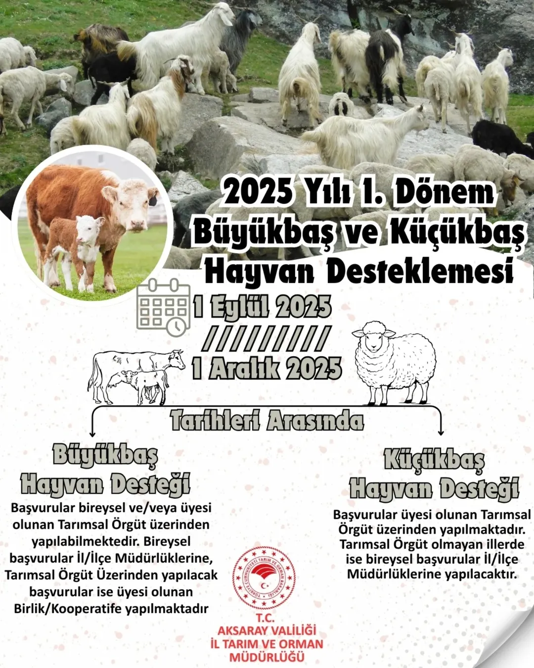 Aksaray'da Hayvancılık Desteklemeleri Başladı: Üreticilere Büyük Fırsat