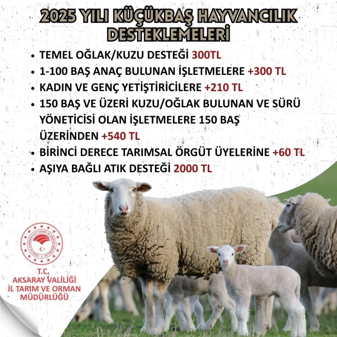 Aksaray'da Küçükbaş Hayvancılık Desteklemeleri 2025'te Başlıyor
