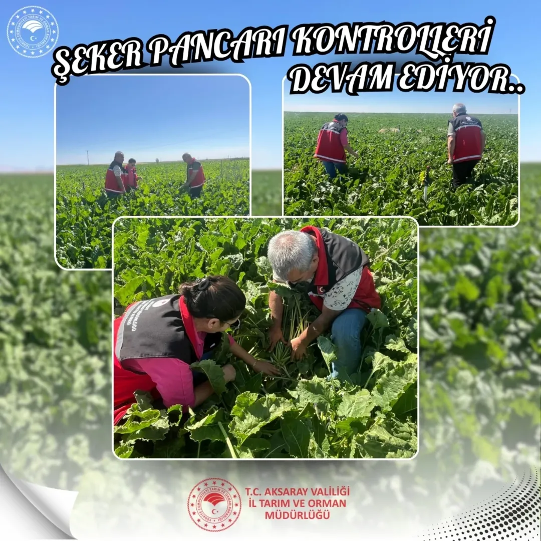 Aksaray'da Şeker Pancarı Ekiliş Kontrolleri Başladı