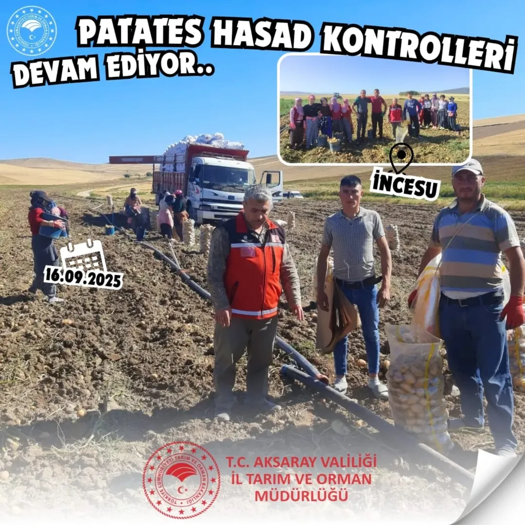 Aksaray'da Patates Hasadı Başladı, Kontroller İl Tarım Müdürlüğü Tarafından Yapılıyor