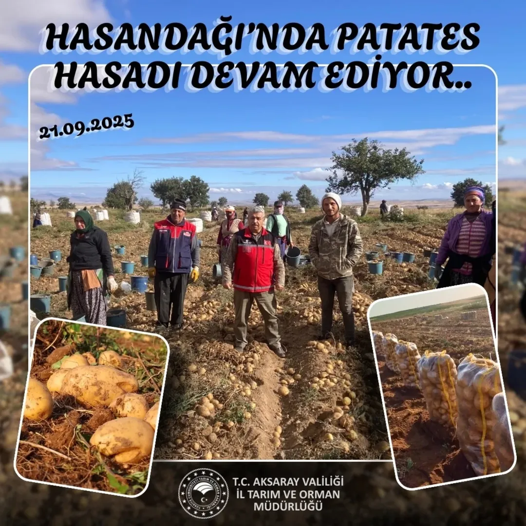 Aksaray'da Patates Hasadı Devam Ediyor