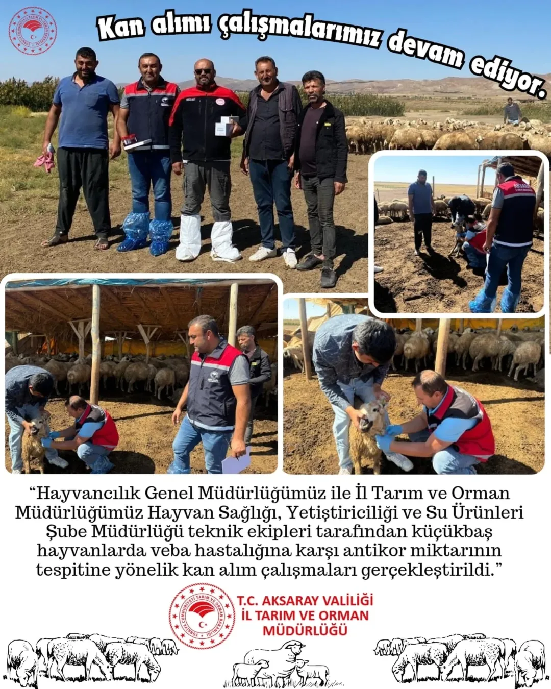 Aksaray'da Küçükbaş Hayvanlarda Veba Hastalığına Karşı Kan Alım Çalışmaları Tamamlandı