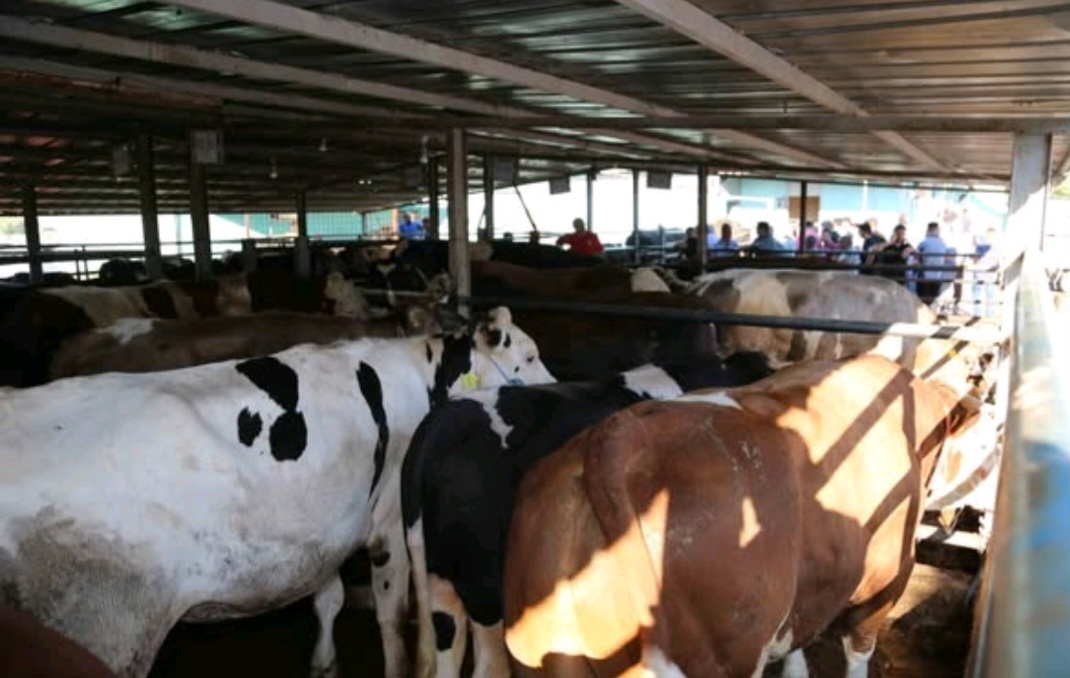 AKSARAY’DA KURBAN KESİM YERLERİ BELLİ OLDU: BELİRLENEN ALANLAR DIŞINDA KESİME İZİN YOK