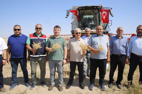 AKSARAY BELEDİYESİNE AİT NOHUT TARLASINDA HASAT BAŞLADI BOŞ ARAZİLER ÜRETİME KAZANDIRILDI