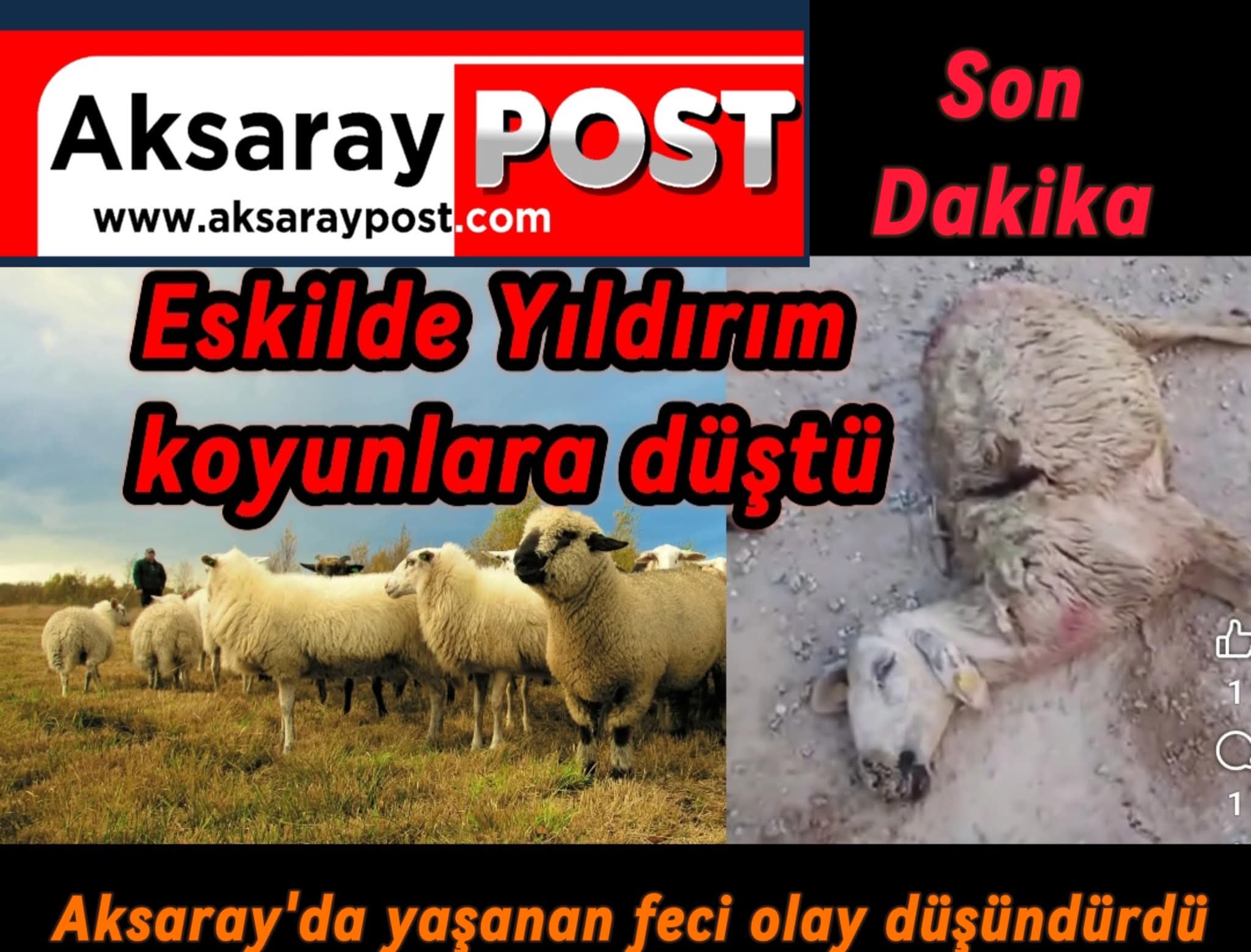Aksaray Eskil’de Yıldırım Faciası: Bir Koyun Telef Oldu