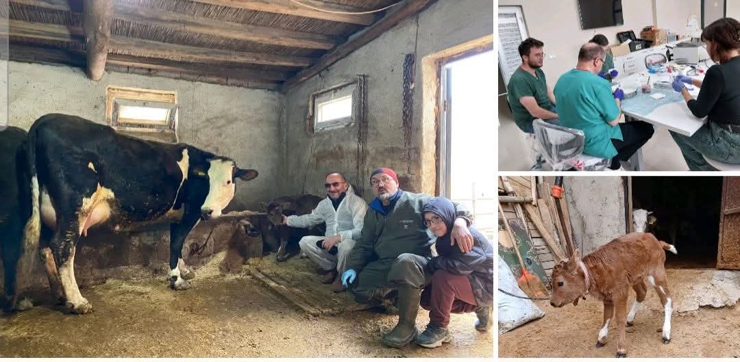 Aksaray Üniversitesi’nden genetik   devrim: Süt alerjenini taşımayan buzağılar doğdu