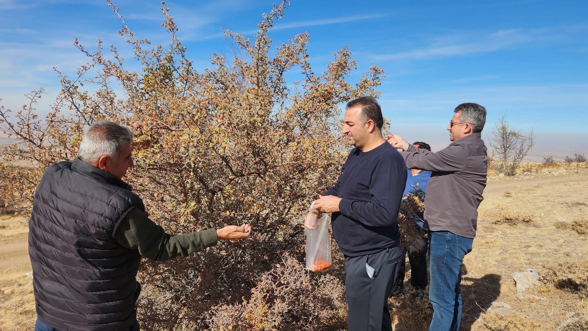 ÇEVRECİLER TOPLADIKLARI ALIÇLARI FİDAN  OLUŞMASI İÇİN ORMAN FİDANLIĞA  TESLİM ETTİLER 