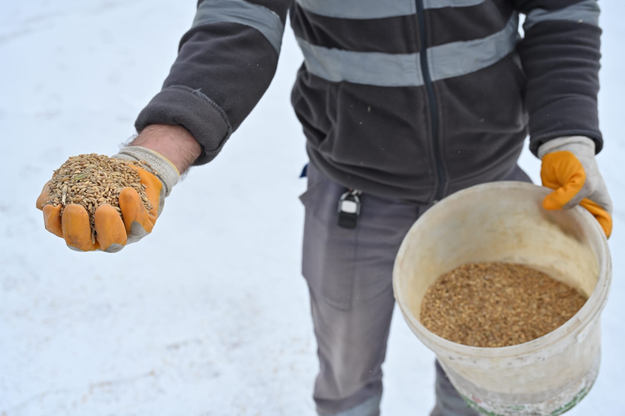 SOĞUK VE KARLI GÜNLERDE DOĞADAKİ KUŞLAR UNUTULMADI